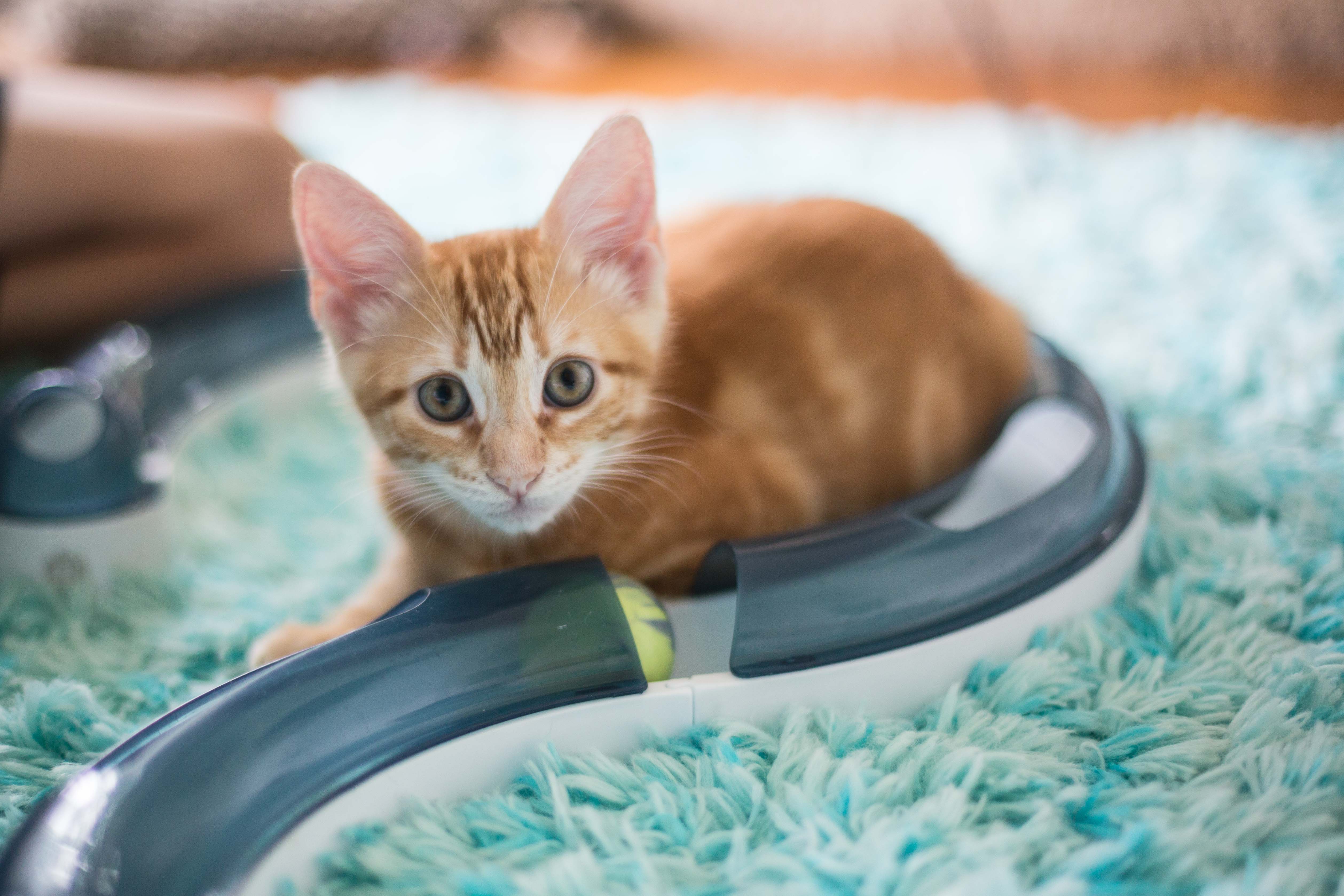 Donate « Save A Purrfect Cat Rescue
